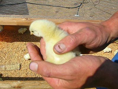 farm chicken baby s&s homestead