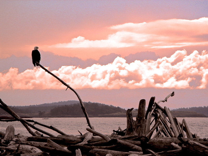 Bald Eagle at sunset
