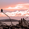 Bald Eagle at sunset