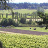 Lopez Island Vineyards and Winery field view